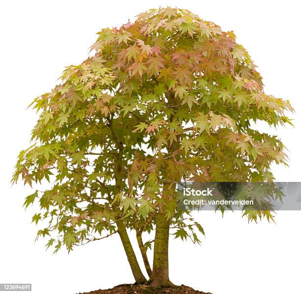 Mini Mountain Maple Stock Photo - Download Image Now - Beauty In Nature, Bonsai Tree, Color Image