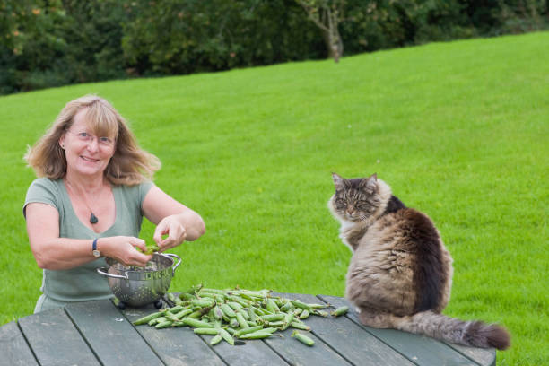 Shelling Peas Series A middle-aged lady, out in the garden with her cat, shelling fresh garden peas. happy green peas stock pictures, royalty-free photos & images