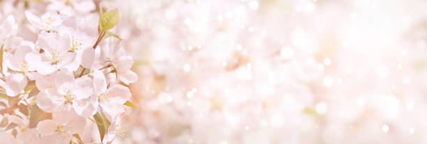 messa a fuoco selettiva. sfondo primaverile - fiori bianchi di mero, sfondo sfocato. modello per la progettazione. - vibrant color horizontal japan branch foto e immagini stock
