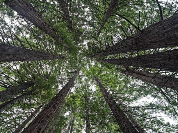 istock Looking up through the center of the pines 1236956033