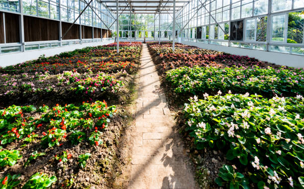 istock Flower seedlings in glass greenhouse 1236963307