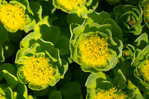 Green stems of Rhodiola rosea in the spring.The Beautiful background close-up. Plant is used for fabrication medicine