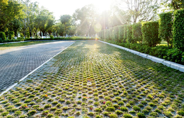 Grass spring growing through pavement walkway. Conceptual background