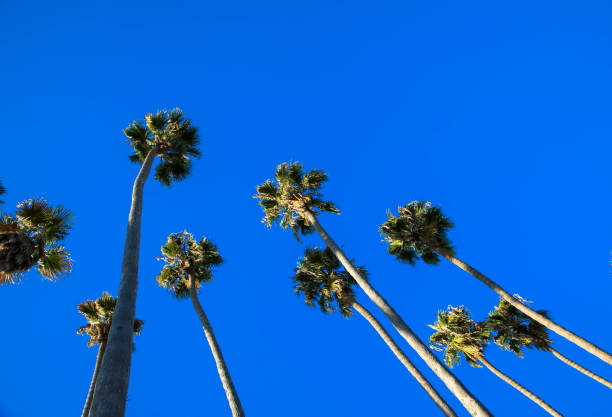 istock Summer nature scene. coconut palm trees with blue sky 1236967435