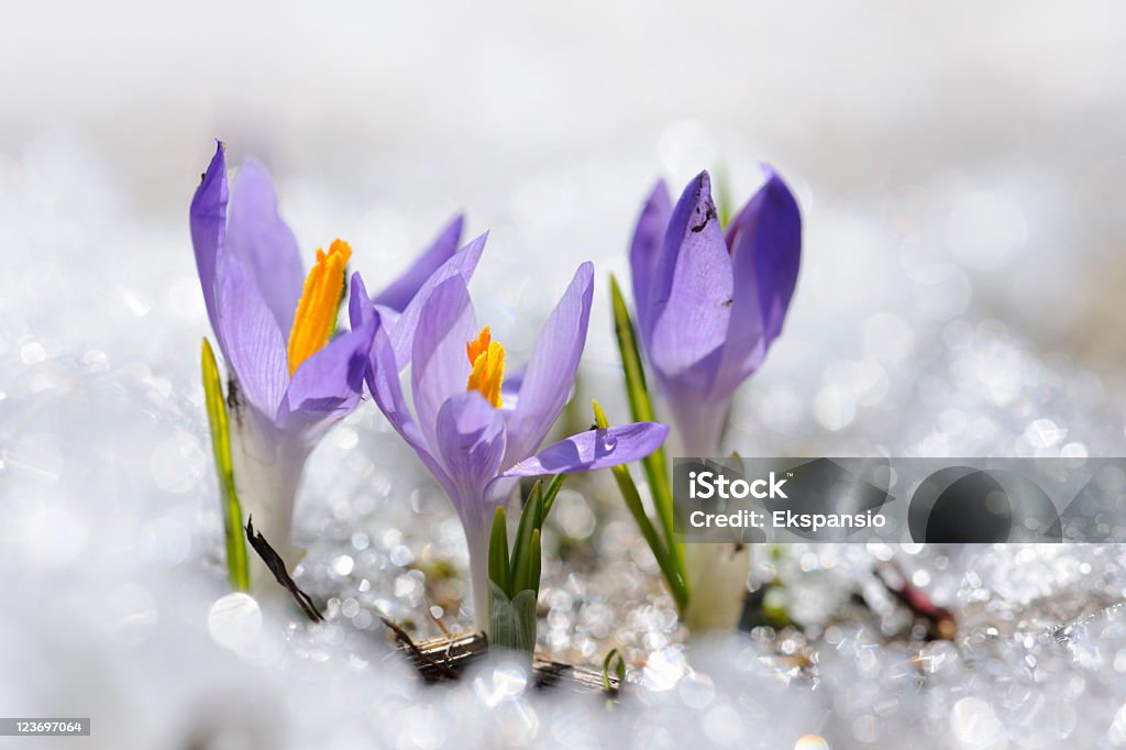 Inizio della primavera Croco nella neve serie - Foto stock royalty-free di Neve