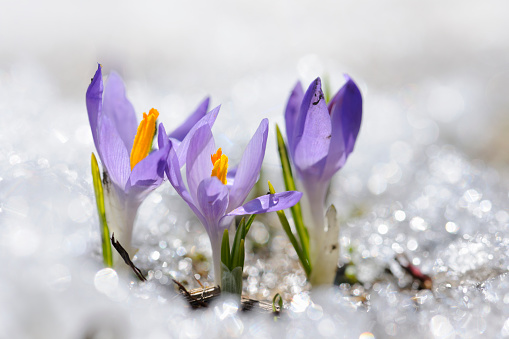 Early Spring Crocus in Snow series: group of flowers (shallow depth of field)