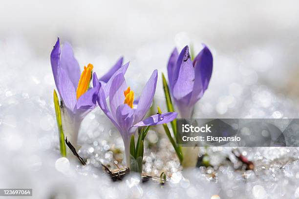 Wczesne Wiosna Krokus W Śniegu Serii - zdjęcia stockowe i więcej obrazów Śnieg - Śnieg, Krokus - Rodzina kosaćcowatych, Wiosna