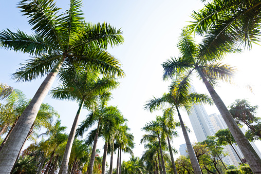 Palm trees against blue sky