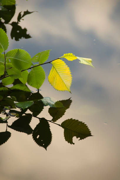 istock Branch with leaves with reflection in the water 1236979762