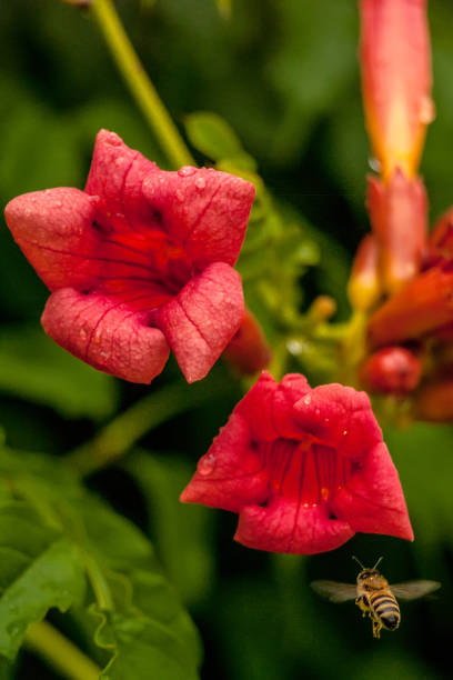 istock A bee flies to a red flower 1236979766