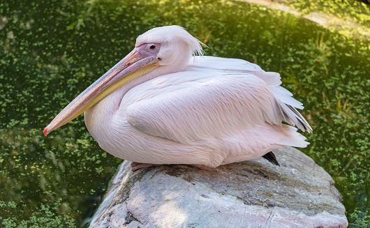 A pelican floating on rippled water