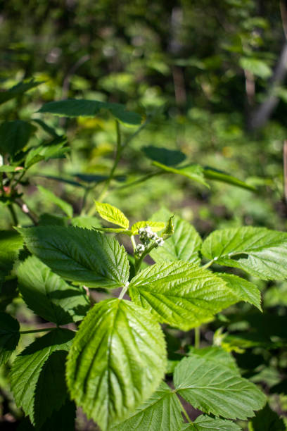 istock Natural background Raspberry leaves in spring. Young sprout of raspberries. Raspberry bushes in the garden 1237010296