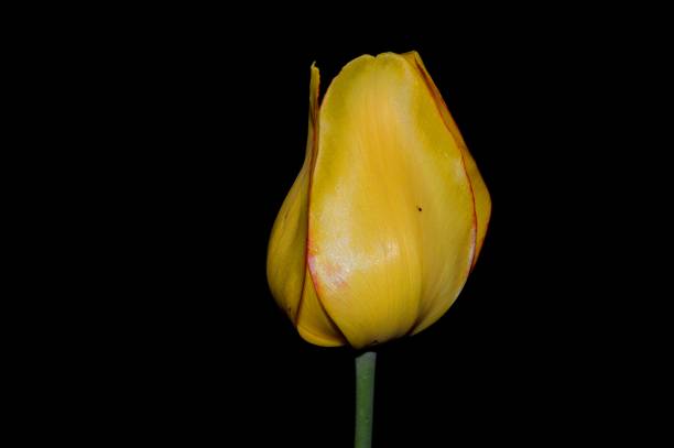 istock one yellow tulip lit up in the dark 1237011852