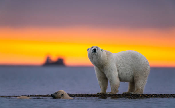 ein schwimmender eisbär, ein eisbär, der unter sonnenuntergang vor der kamera steht - eisbär stock-fotos und bilder