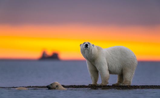 A heartwarming sunset shot of polar bears swimming and standing on pack ice in Kaktovik, Alaska