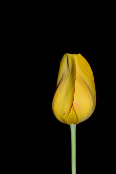 istock one yellow tulip lit up in the dark 1237014443