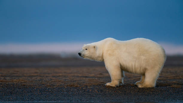 istock A lonely polar bear standing on the ground in Alaska 1237019097