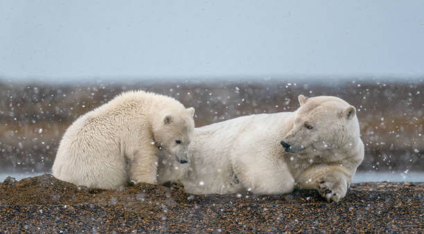 istock A mother polar bear taking care of its cub under snow 1237021962