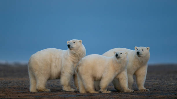 istock Three cute fluffy white polar bears looking at same direction in natural habitat 1237022756