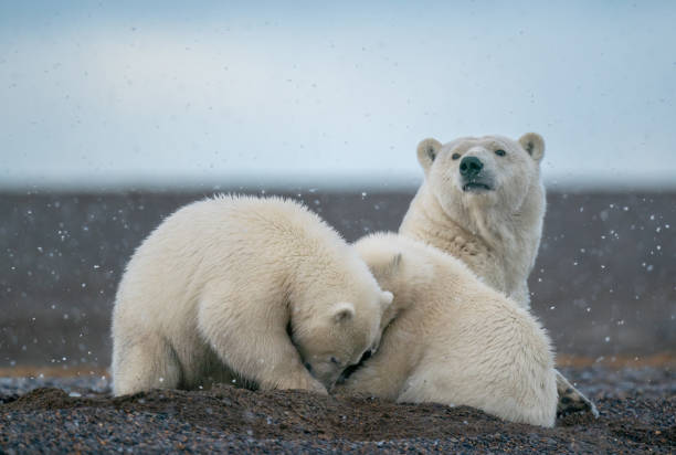 istock Two cute fluffy white polar bears playing with each other and their mom 1237027435