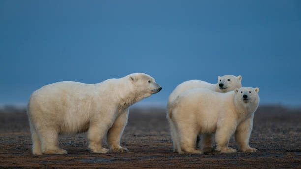 istock Three cute fluffy white polar bears in natural habitat 1237028463