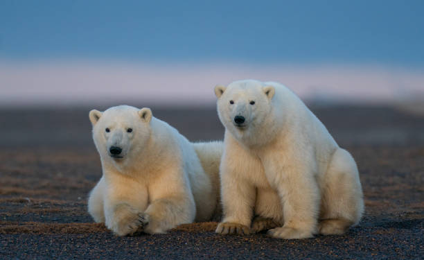 istock Two cute fluffy polar bears faced camera lying down in natural habitat 1237029510