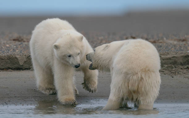istock Two polar bears playing with each other in natural habitat 1237034329