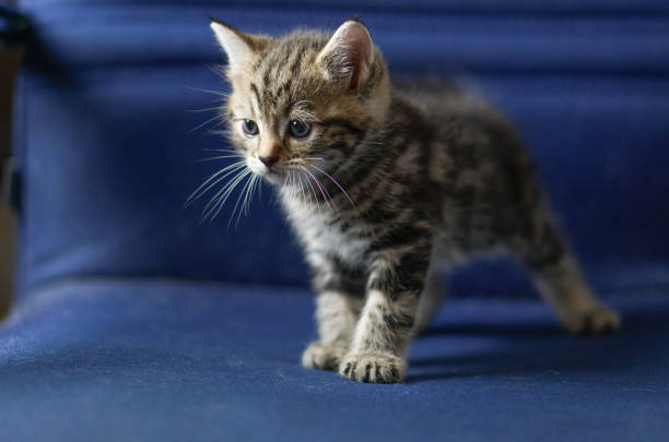 Scottish fold tabby kitten is standing on blue chair light from left side