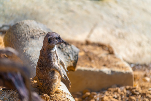 Cute animal surikate meerkats. Fury meerkat is keeping watch. Sunny brown background. Animals at zoo.