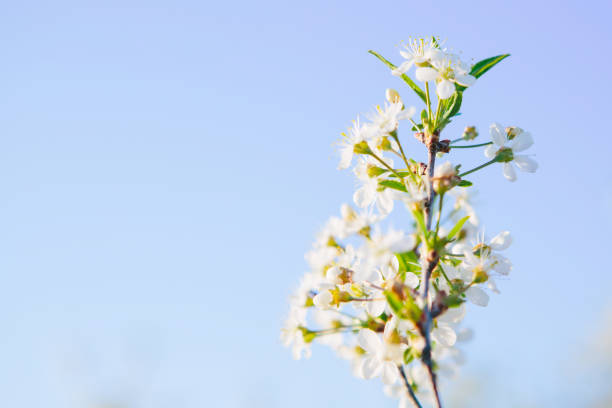 istock Sakura Flower or Cherry Blossom With Beautiful Nature Background 1237056697