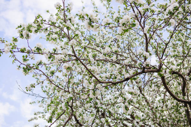 istock Sakura Flower or Cherry Blossom With Beautiful Nature Background 1237057751