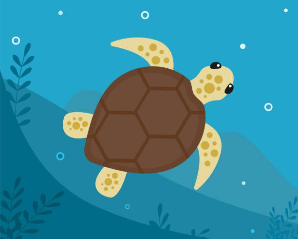 ilustraciones, imágenes clip art, dibujos animados e iconos de stock de una tortuga marina tropical nada bajo el océano cerca del fondo con algas. ilustración plana vectorial de tortuga marina. símbolo del ecosistema, ecología limpia. - hawksbill turtle