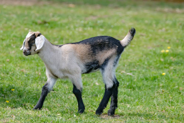 istock One brown, white baby goat kid, walking on the spring grass 1237068812
