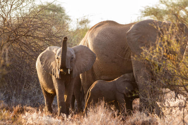 Elphant family on the move