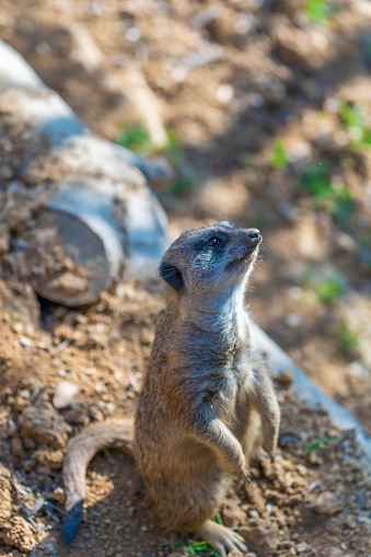 Suricate (or Meercat) up on a rock, getting loose on the top of a Quiver tree