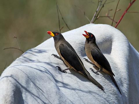 Yellow-billed oxpecker in its natural habitat in Gambia