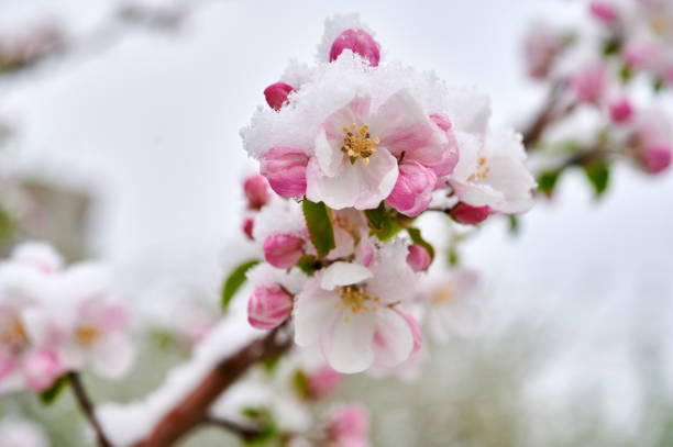 istock Blossoms of apple trees are covered with snow 1237095137