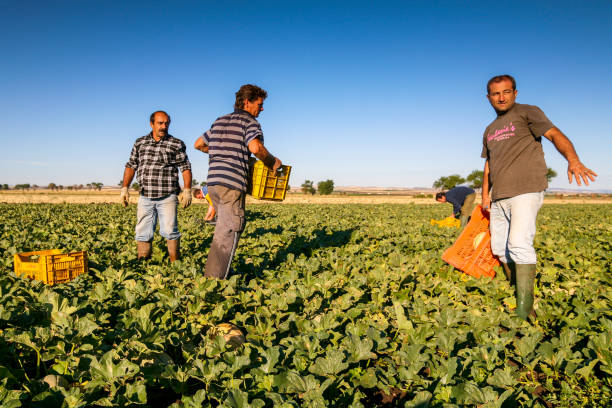 alcuni lavoratori migranti e stagionali raccolgono meloni in una piantagione agricola in puglia, nel sud italia - picking up safety working men foto e immagini stock