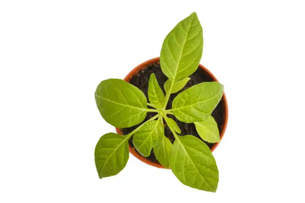 Photo of Small green plant in a flower pot isolated on white background. Top view. Shallow focus.