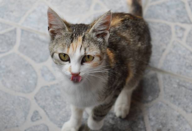 istock portrait of a small colorful cat 1237129270