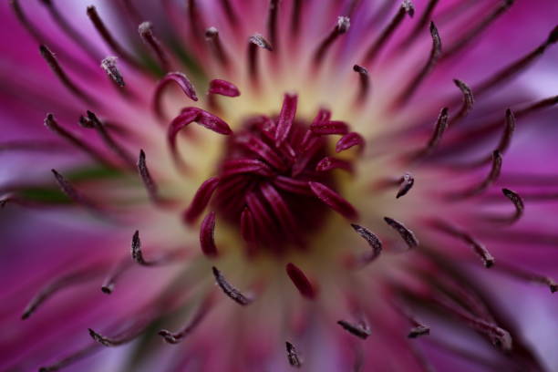 istock Flower - The heart of a Clematis 1237135196