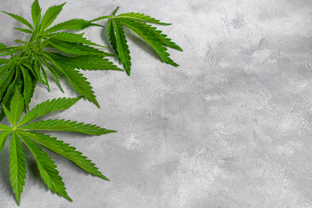 istock Green hemp leaves on a gray background. View from above. 1237147560