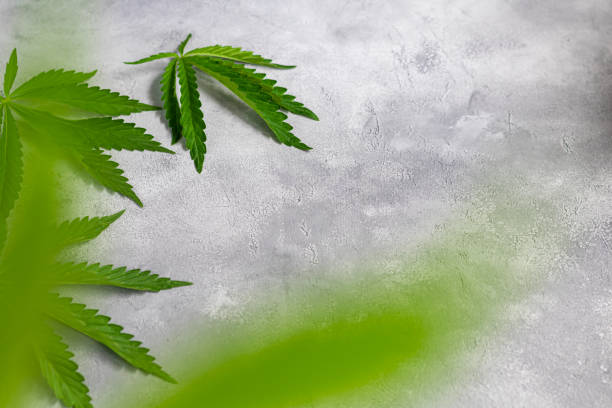 istock Green hemp leaves on a gray background. View from above. 1237147568