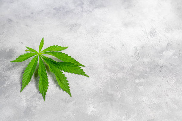 istock Green hemp leaves on a gray background. View from above. 1237147569