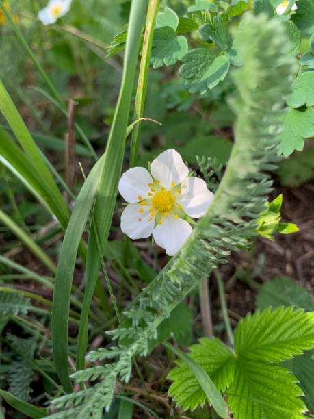 istock Wildflowers with a yellow middle - Strawberries - foreground in the field 1237147584