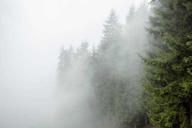 istock A foggy day inside an Italian mountain coniferous forest 1237158079