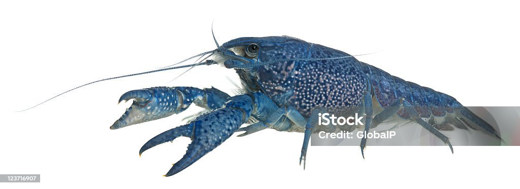 Blue Florida Crayfish, Procambarus alleni, white background. Blue crayfish also known as a Blue Florida Crayfish, Procambarus alleni, in front of white background. Crayfish - Animal Stock Photo