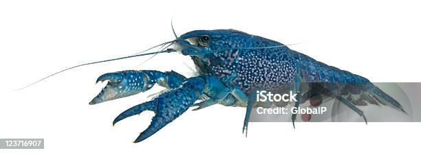 Blue Florida Crayfish Procambarus Alleni White Background Stock Photo - Download Image Now