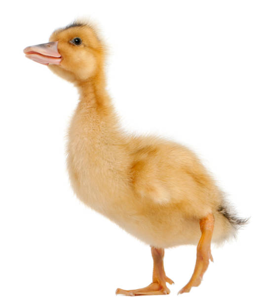 istock Profile of a Domestic duckling standing, white background. 123716909