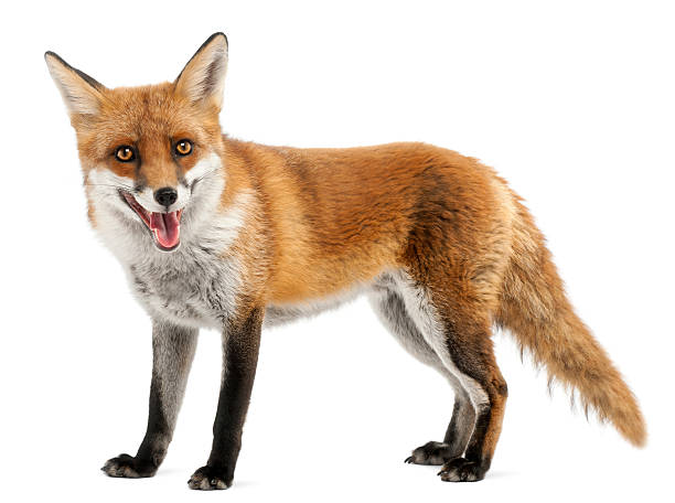 Red Fox, four years old, standing, white background. Red Fox, Vulpes vulpes, four years old, in front of white background. red fox tail stock pictures, royalty-free photos & images